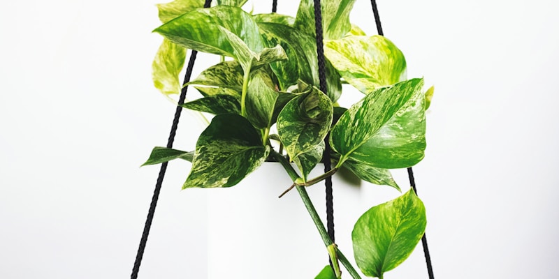 曼彻斯特联队足球俱乐部徽章